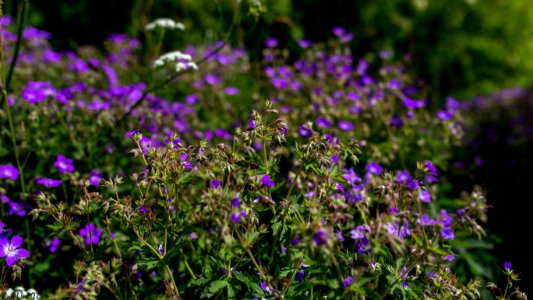 Flowers by the road