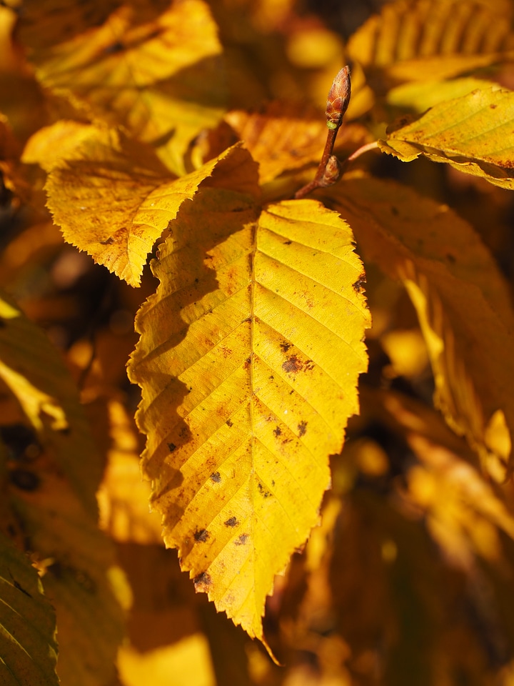 Yellow coloring hornbeam