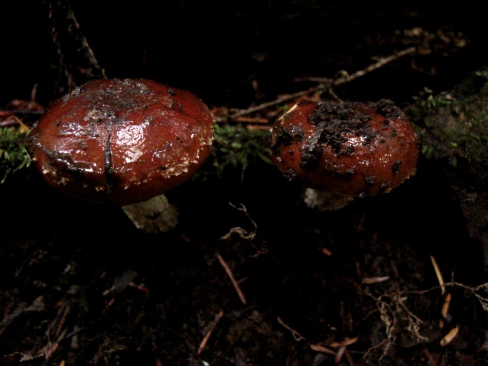 Unknown slimy red-capped gilled mushroom