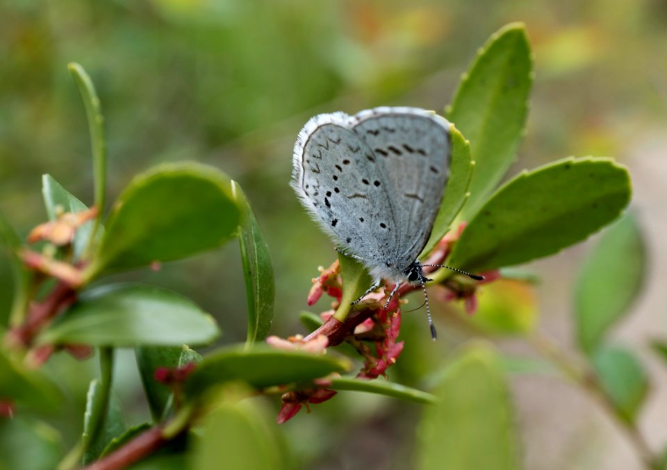 Celastrina "ladon" feeding on Pachistima myrsinites