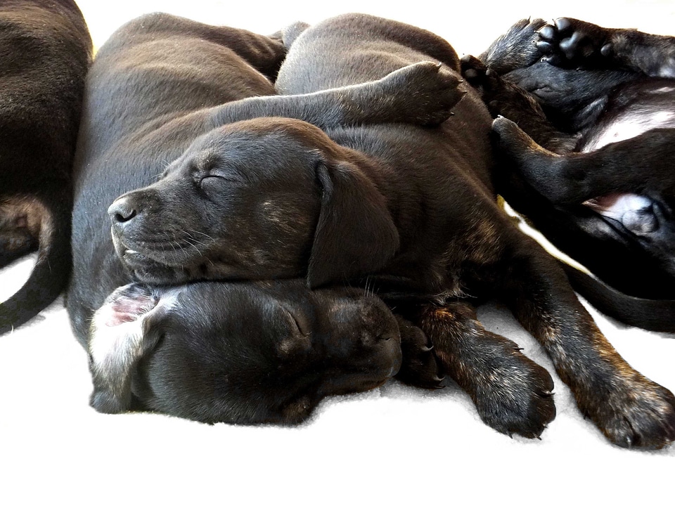 Sleeping dobermann expensive