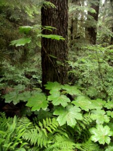 Oplopanax horridus devil’s club 3