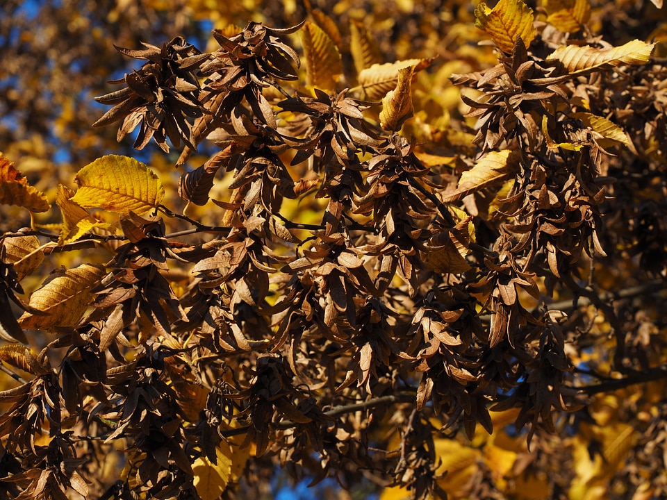 Brown hornbeam autumn