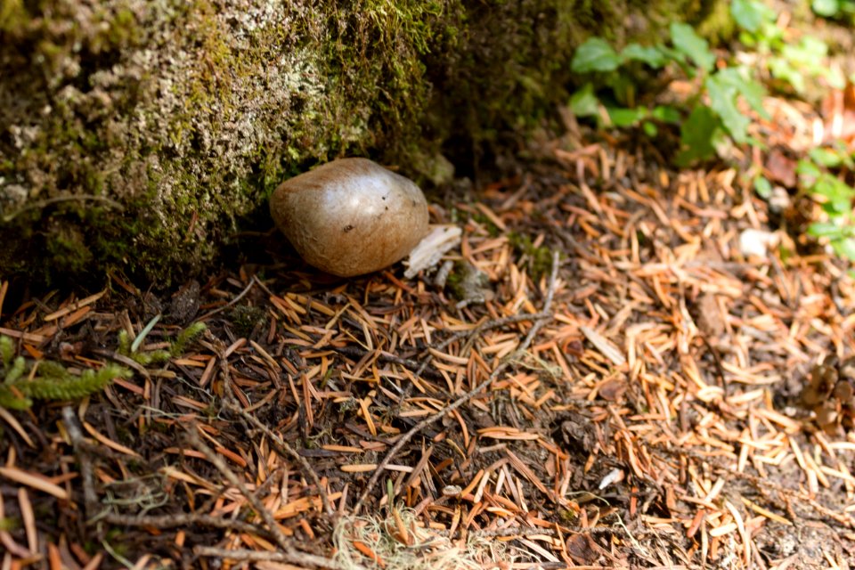 wonderland trail 2