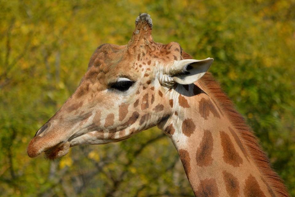Giraffe animal mammal