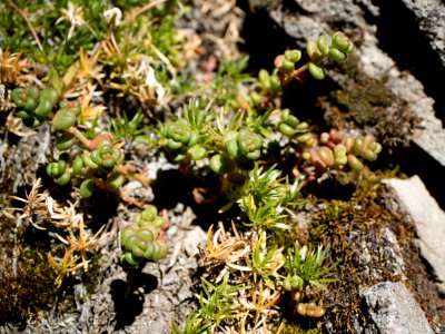 Sedum sp. (oreganum?)