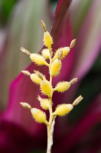 Spring macro jardin des plantes