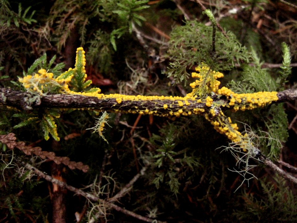 Leocarpus fragilis (insect-egg slime mold)