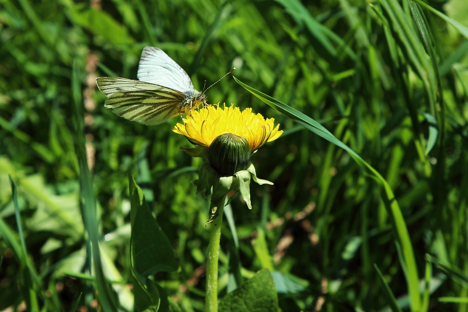 Yellow white spring photo