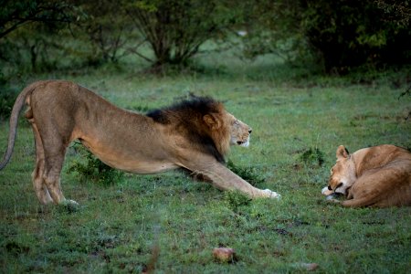 2015 06 13 Ol Kinyei Maasai Mara JPEG RESIZED SELECTION 0043 photo