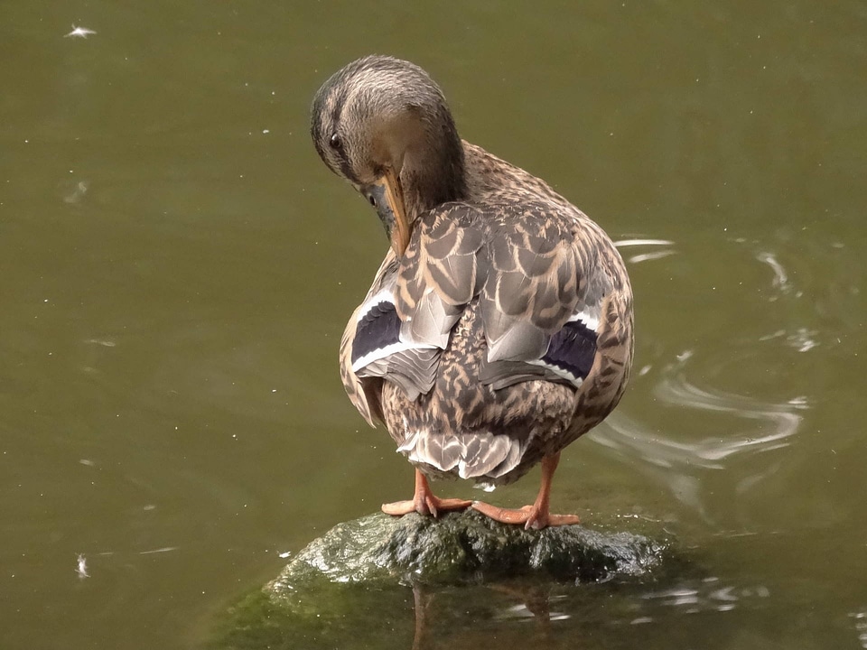 Water bird lake park