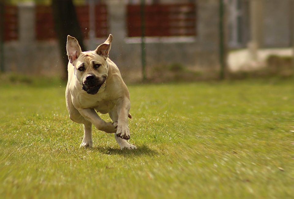 Peanut bulldog ballotade moloss