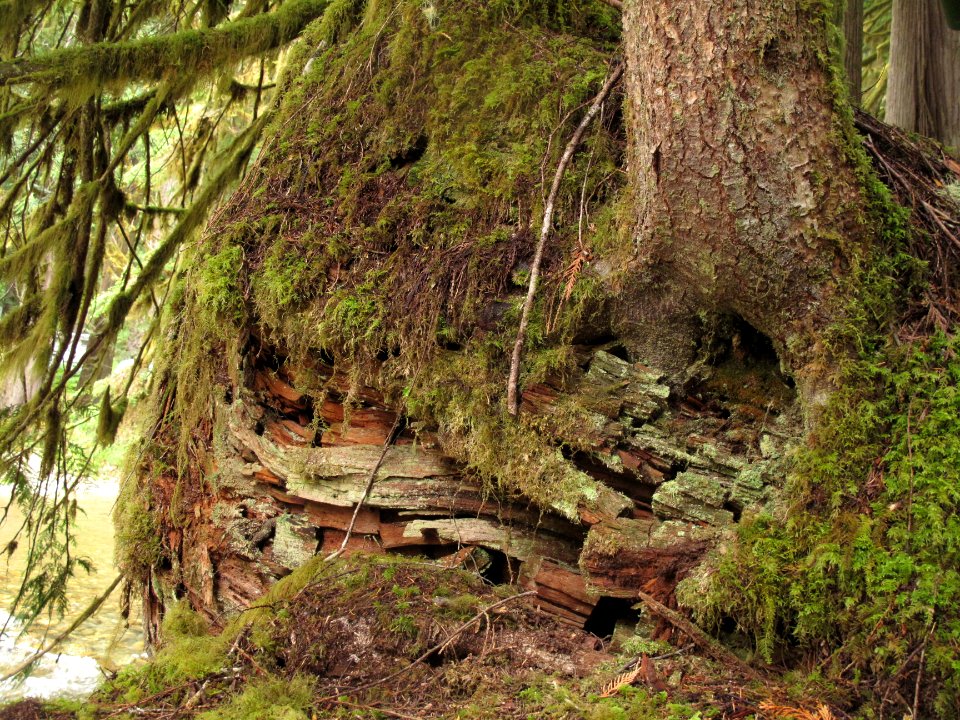 Rotting half-buried trunk
