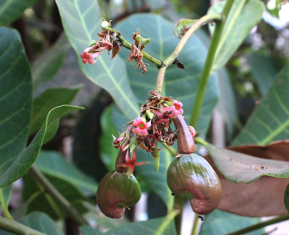 Cashew fruit nut food
