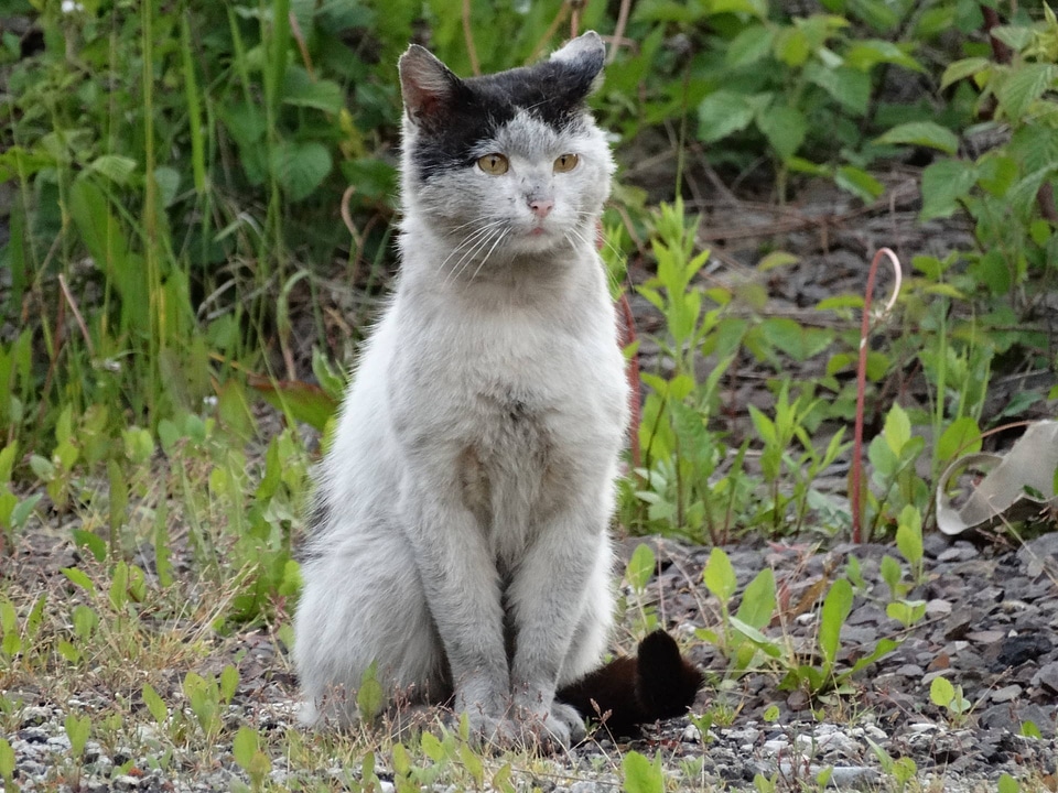 Look domestic cat homeless