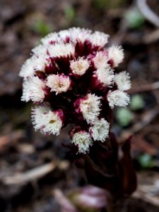 Petasites frigidus(?) detail