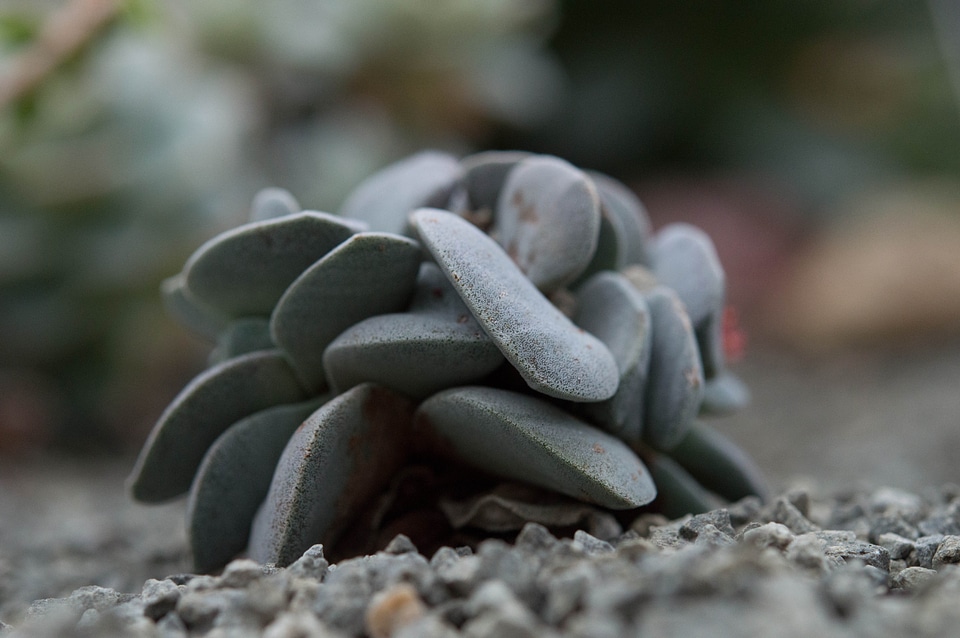 Gray stone jardin des plantes