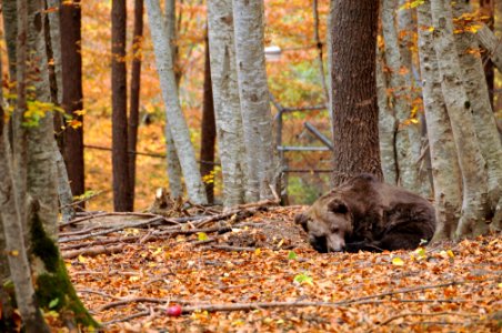 Inhabitant in the Dancing Bears Park (a shelter for former enslaved bears, used for tourist attraction)