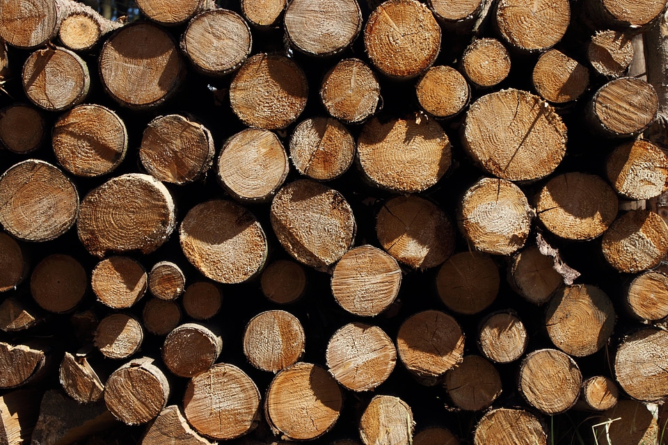 Nature forest forestry