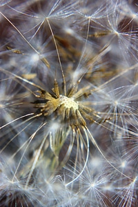 Seed macro plants