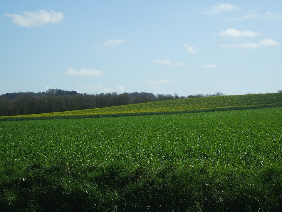 Green fields meadow field