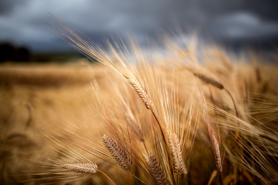 2015 07 26 Kisima Farm Laikipia 0005