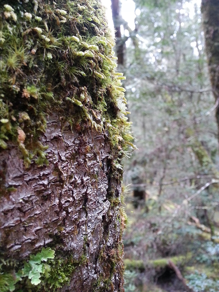 Green wet moss