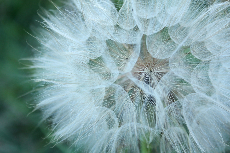 Flower white seed head