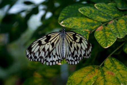 WAARLAND - Idea leuconoe (paper kite) photo