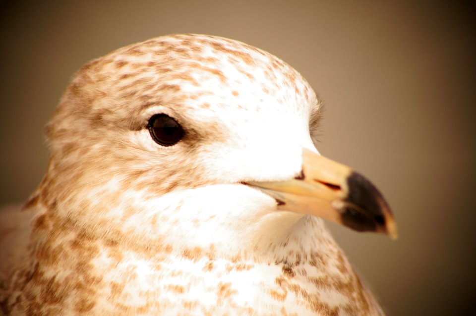 Royalty free picture of a bird for blogs