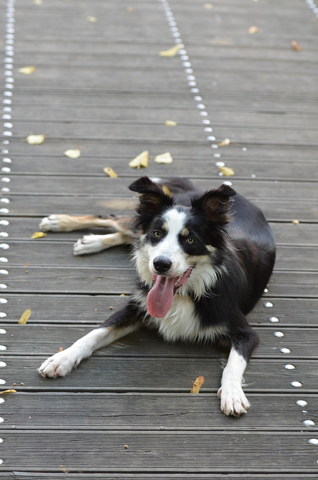 Wooden bridge lying dog summer