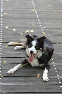 Wooden bridge lying dog summer