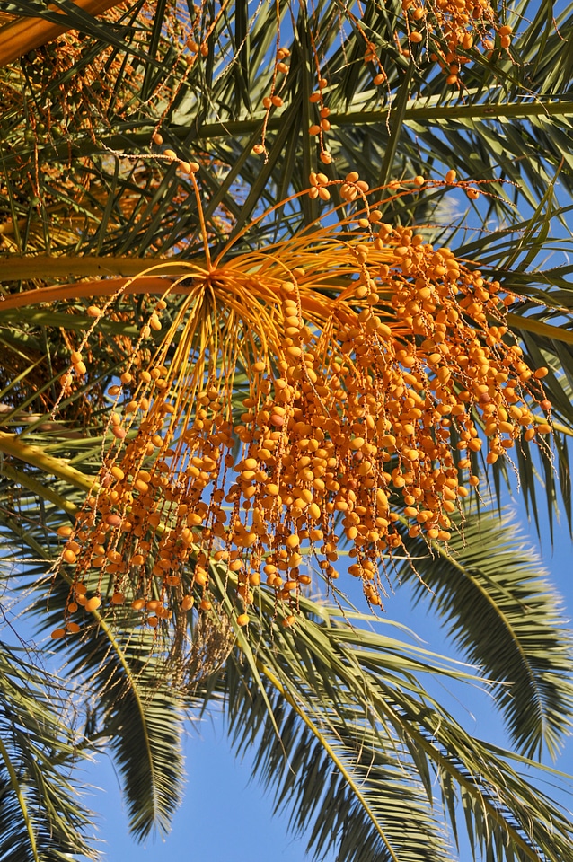 Dates tropical fruits