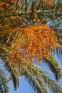Dates tropical fruits