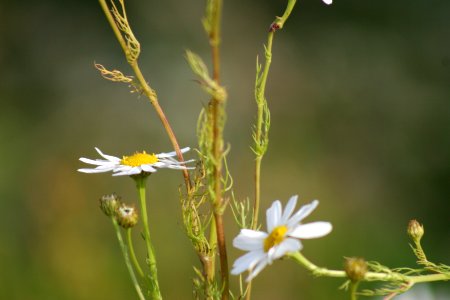Chamomile