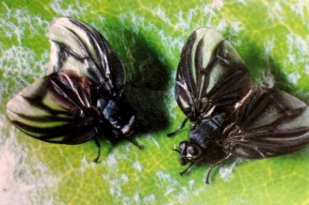 Exsul singularis Hutton 1901 ♂♂ (Diptera Muscidæ Cœnosiinæ Limnophorini) photo