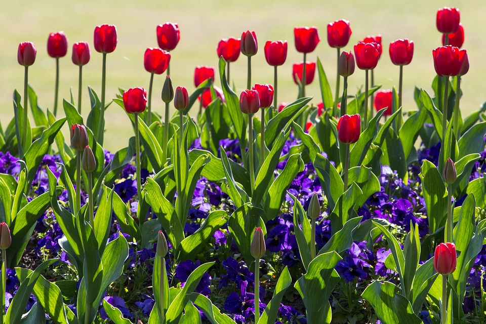 Colorful red flowers