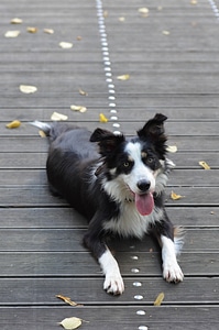 Wooden bridge lying dog summer