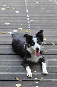 Wooden bridge lying dog summer photo