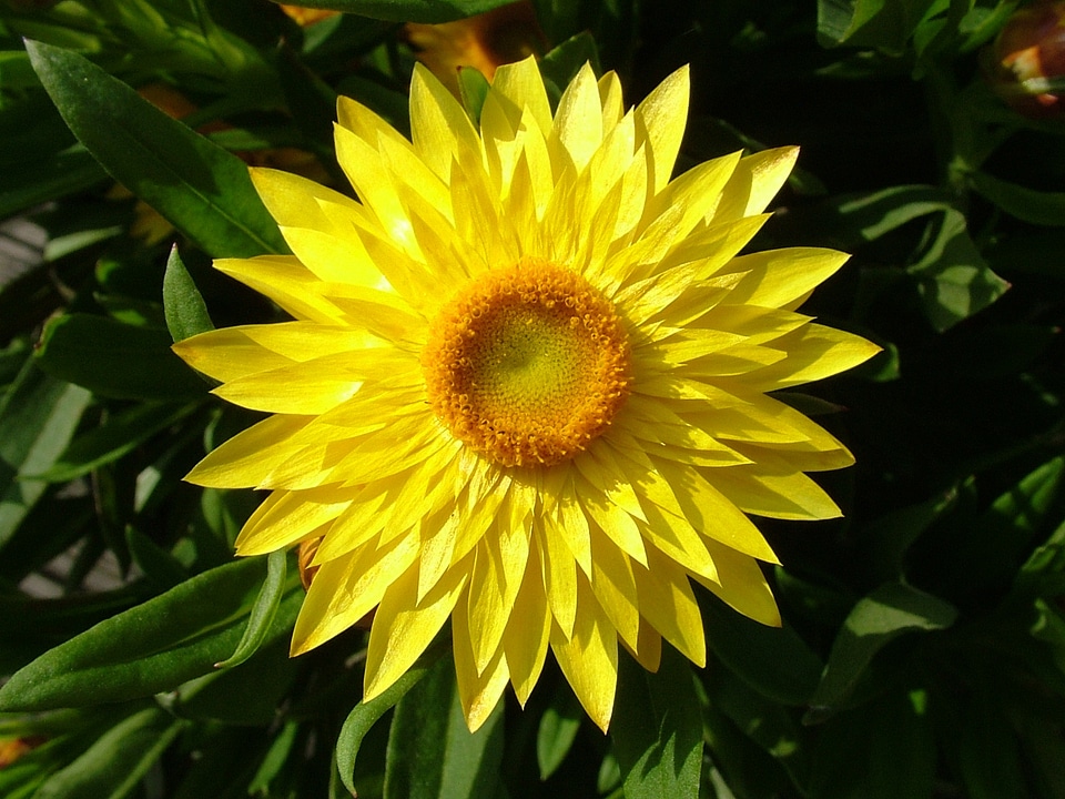 Close up yellow flowers flower