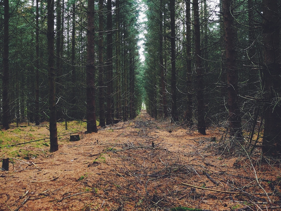 Path nature green