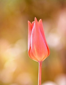 Bloom closed garden
