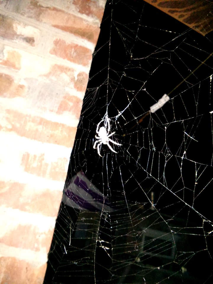 Spider on a web