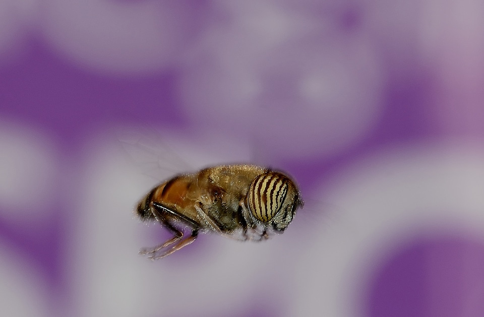 Taeniops flight macro