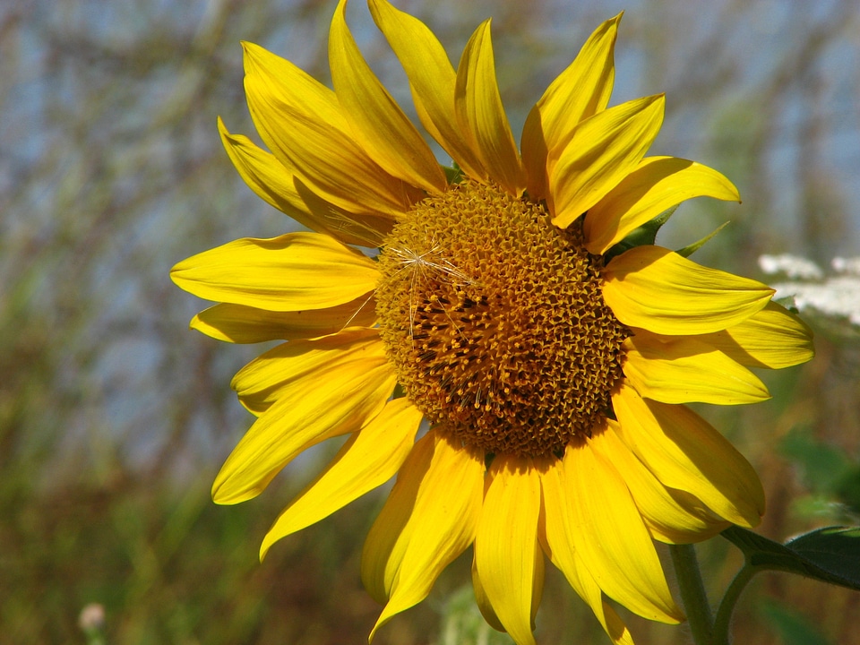 Summer sunflower sunny