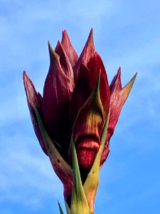 Gymea lily