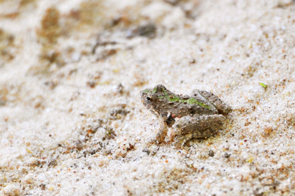 Acris crepitans blanchardi