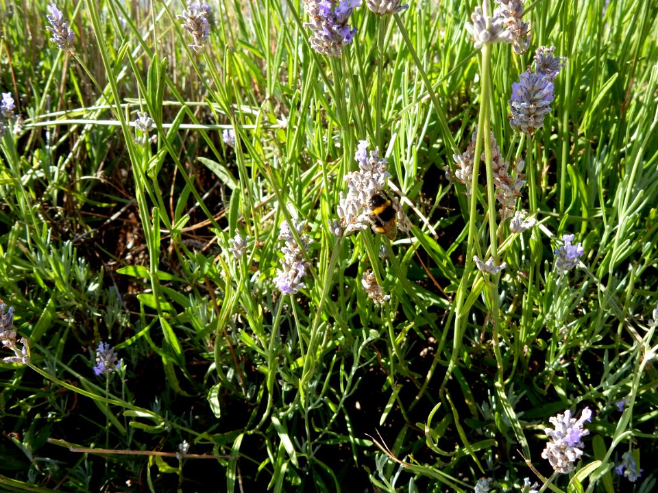 Bee on wildflowers