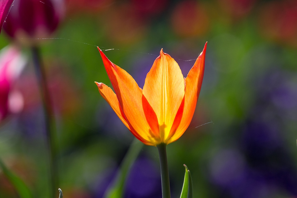 Colorful flowers macro