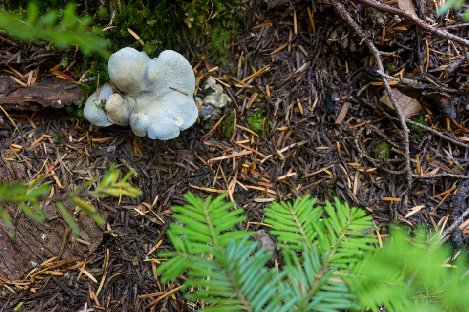 wonderland trail 9